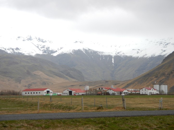 One of many family farms that had to dig out from under the ash in 2010 to continue to survive.