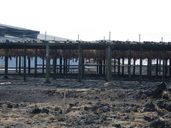 Racks and racks of cod drying out over one of the geothermal fields in southwest Iceland.