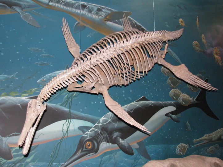 A pliosaur from the Late Cretaceous Period - this one, uncovered in Montana.