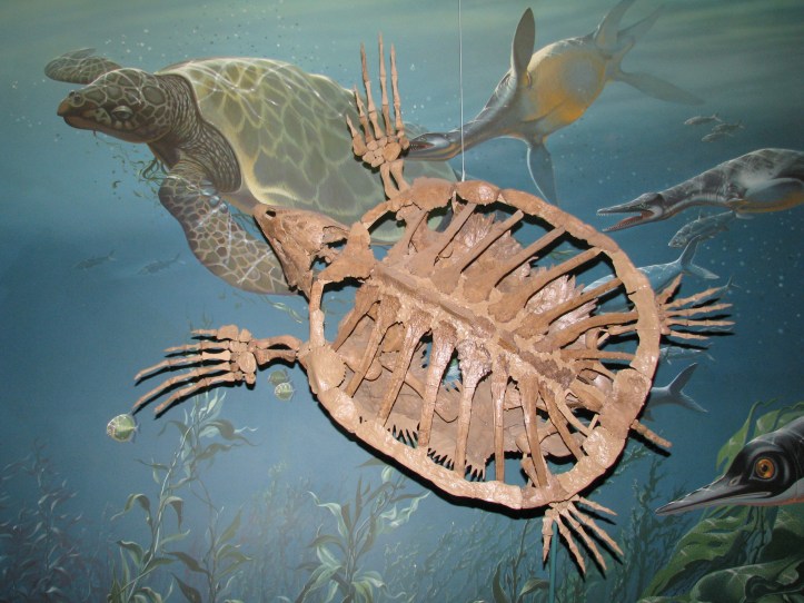 A sea turtle from the Late Cretaceous Period (80-70 million years ago), collected from Kansas (yes, Kansas was once completely under water!)