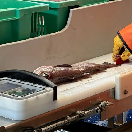 Measuring a fish on a board